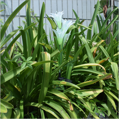 Solar LED Lily Flower Lights – Color-Changing Outdoor Garden Lights with Stake for Landscaping