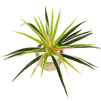 Lifelike Artificial Grass Plant in Pot – Decorative Greenery for Home and Office Décor