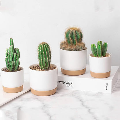 Self-Watering Planter for Orchids and Plants - Plastic Flower Pot for Easy Care