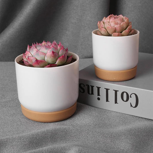 Self-Watering Planter for Orchids and Plants - Plastic Flower Pot for Easy Care