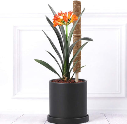 Natural Coconut Climbing Stick – Support for Houseplants and Garden Vines