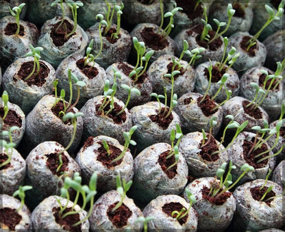 Coconut Coir Peat Pellets – Seed Starting Pods for Easy Plant Germination