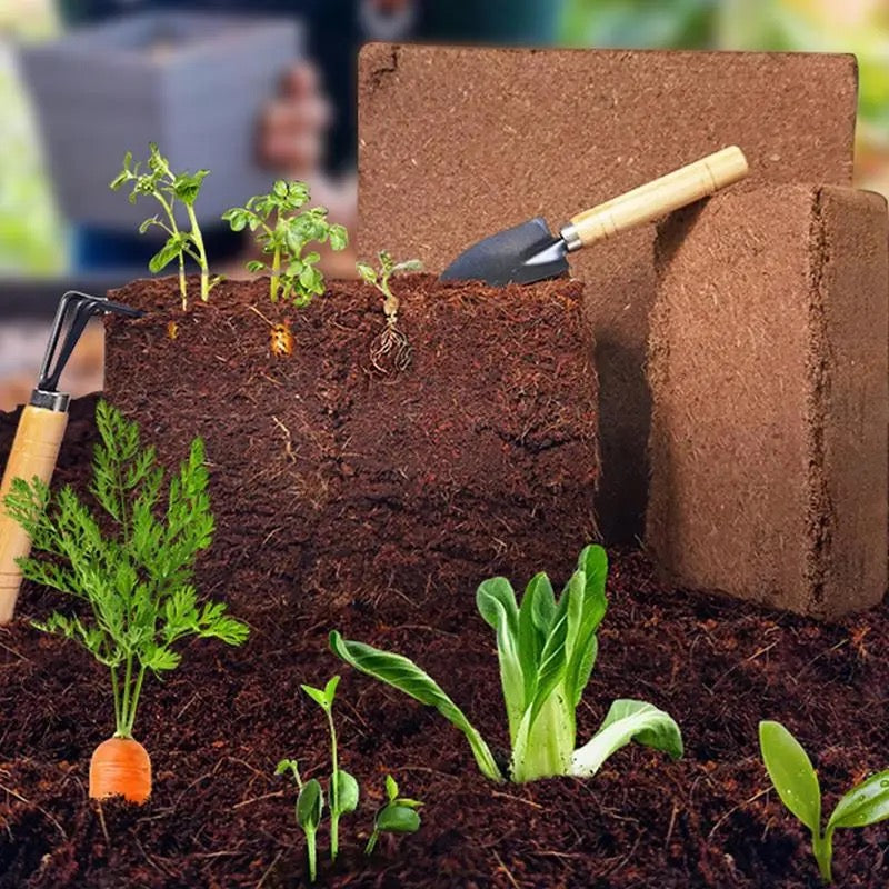 Nutrient-Rich Coconut Soil