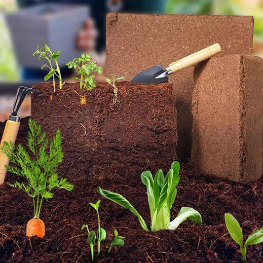 Nutrient-Rich Coconut Soil