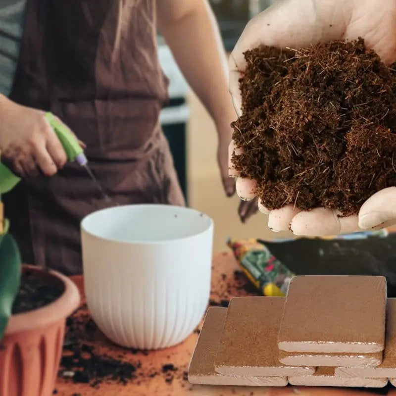 Nutrient-Rich Coconut Soil