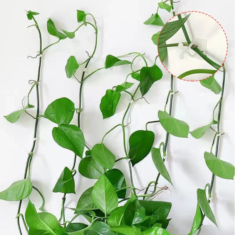 Wall Mount Clips for Climbing Plants – Durable Holders for Vertical Garden Decoration